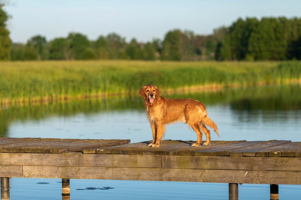 Le Golden Retriever