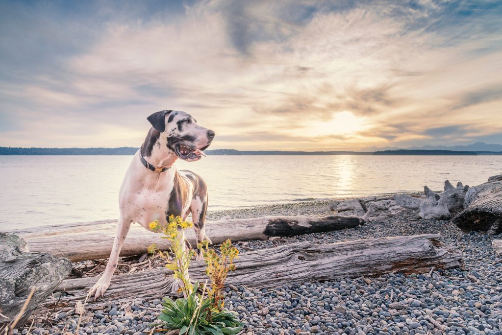 Attention ! Ces quatre races de chien ont les espérances de vie parmi les plus faibles de l’espèce canine