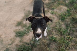 Pourquoi les chiens n'aiment-ils pas certaines personnes en particulier ?