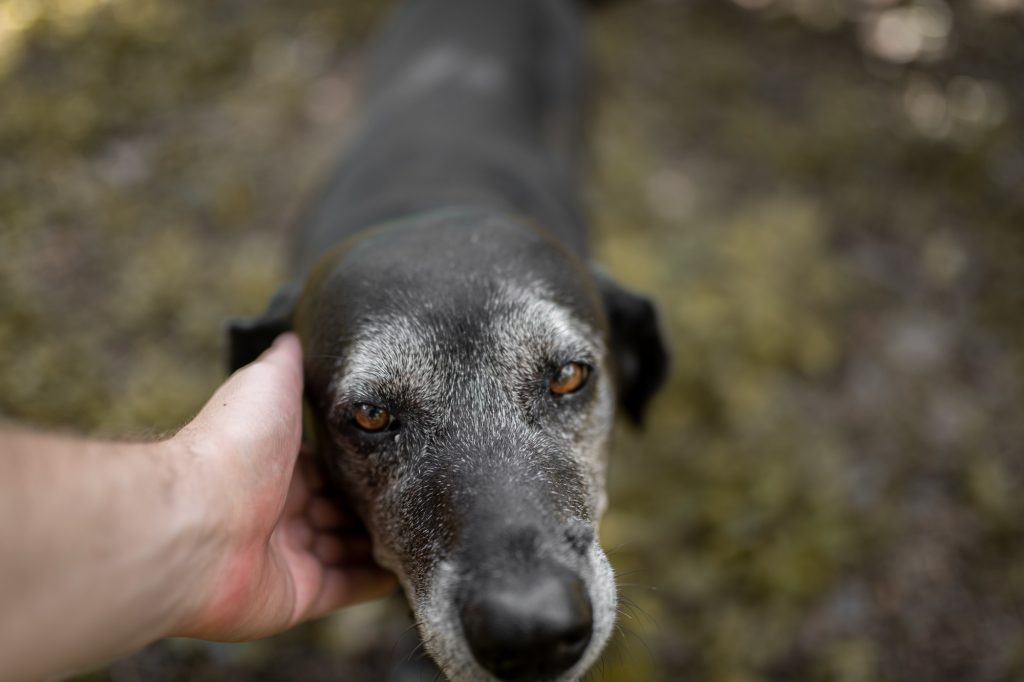 Accompagner son chien dans ses vieux jours : 3 conseils pour prendre soin de lui