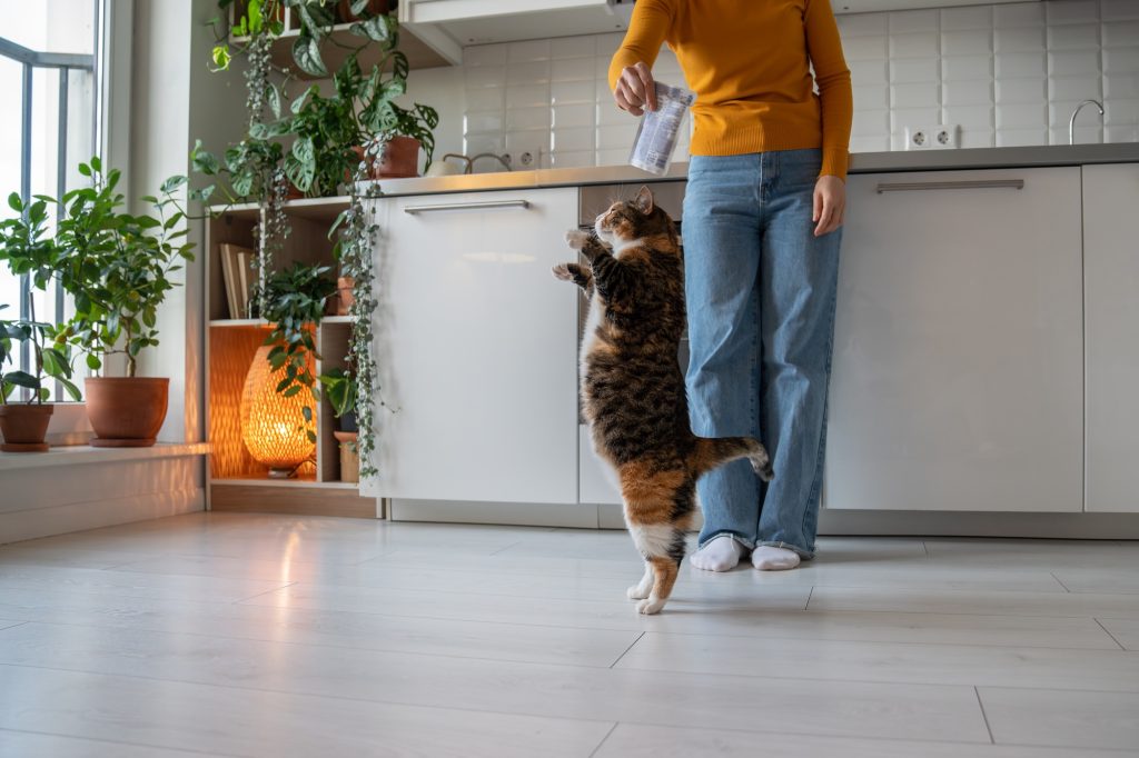 Le clicker training : cette méthode fonctionne aussi chez le chat, et vous serez surpris de ses résultats !