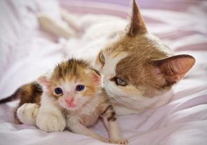 Ma chatte déplace ses chatons par le cou : ont-ils mal ?