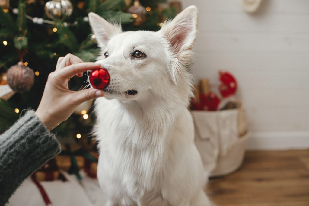 Fêtes en famille : comment réduire le stress de votre chien avec tant de monde à la maison ?