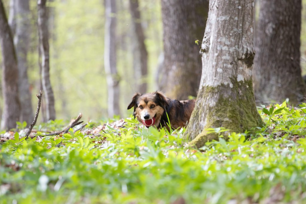 N'oubliez jamais ces 3 accessoires quand vous sortez votre chien au parc ou en forêt