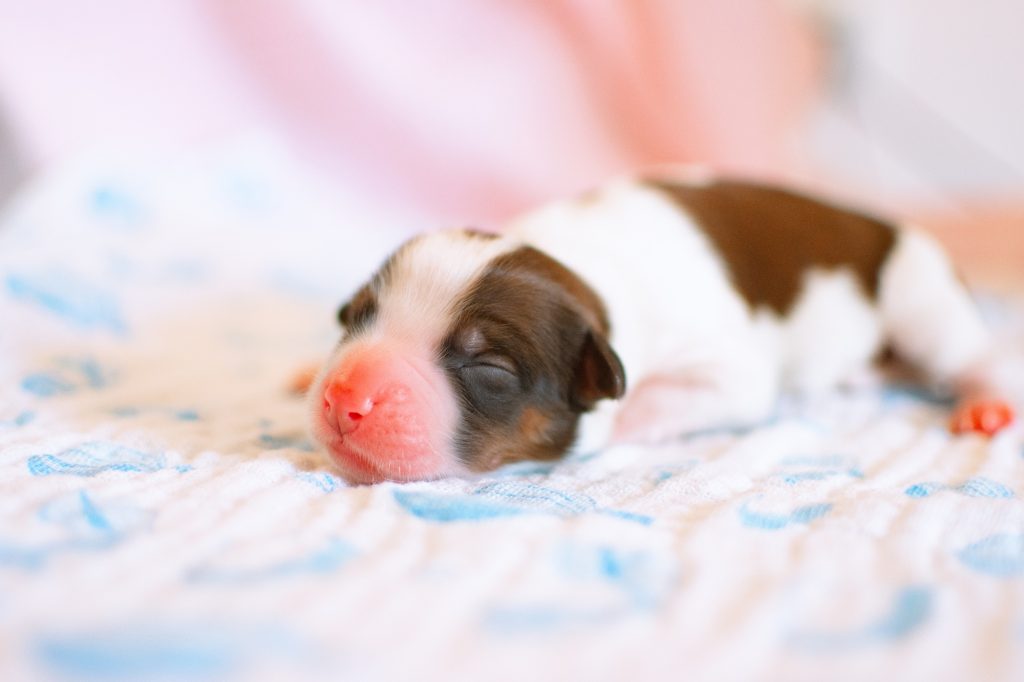 Ma chienne attend une portée, que faire, et dans quel ordre ?