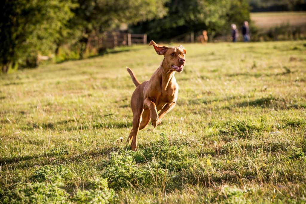 Ces 3 signes doivent vous faire penser à une rupture du ligament croisé chez votre chien