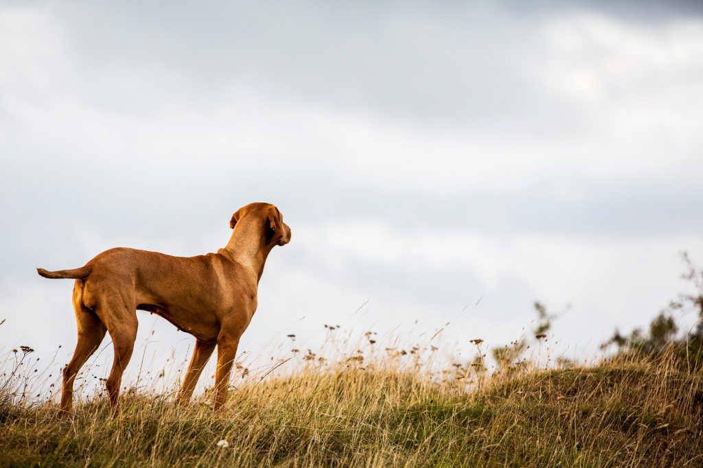 Les épillets peuvent constituer un danger grave chez le chien ! Voici nos conseils