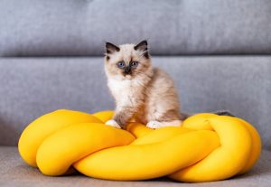 Pourquoi mon chat feule-t-il ? Que cela veut-il dire ?