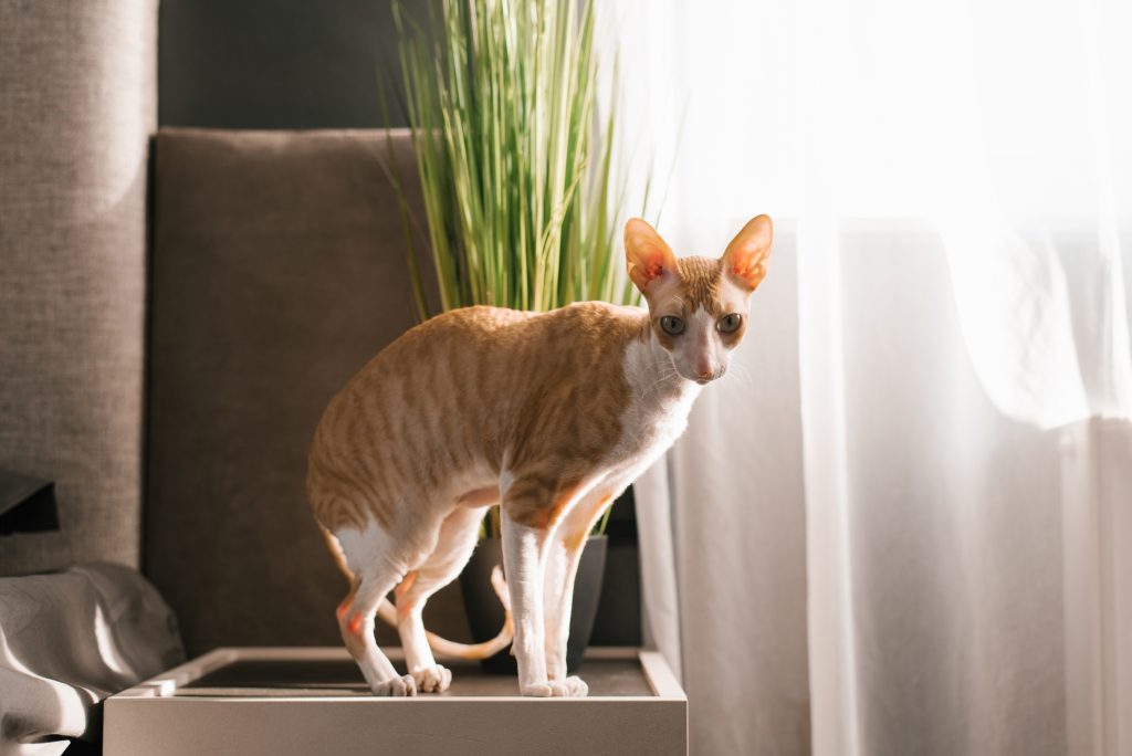 Red Haired White Cat Cornish Rex on the Bedside Table in the Bedroom