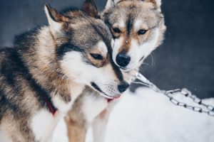 C'est l'hiver ! On part à la neige avec ces trois races de chien de traîneau qu'on adore