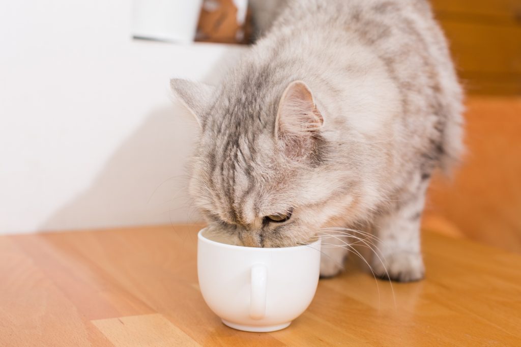 Comment agrémenter la gamelle de mon chat pour lui faire plaisir en ce jour de Noël ?