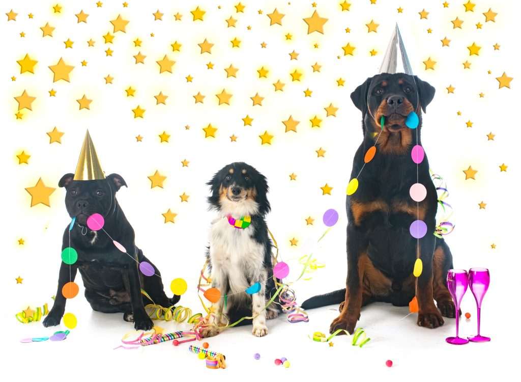 Le réveillon du nouvel an arrive ! Comment éviter le stress à mon chien lors des fêtes bruyantes et agitées ?