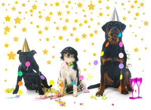 Le réveillon du nouvel an arrive ! Comment éviter le stress à mon chien lors des fêtes bruyantes et agitées ?