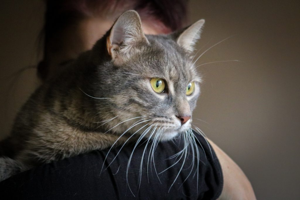 Deux maladies qui donnent chaud chez le chat