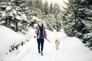 Je pars au ski avec mon chien : quatre précautions importantes pour que le séjour se passe bien