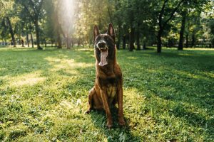 Le Berger belge : vous devez absolument savoir ces trois choses avant d'en adopter un