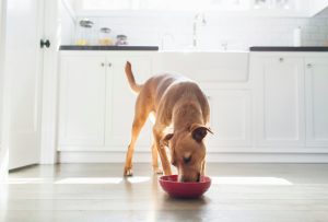 Pâtées pour chien : quel est l'intérêt de ces produits ?