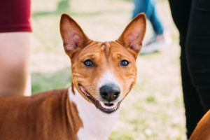 Basenji Kongo Terrier Dog. The Basenji Is A Breed Of Hunting Dog