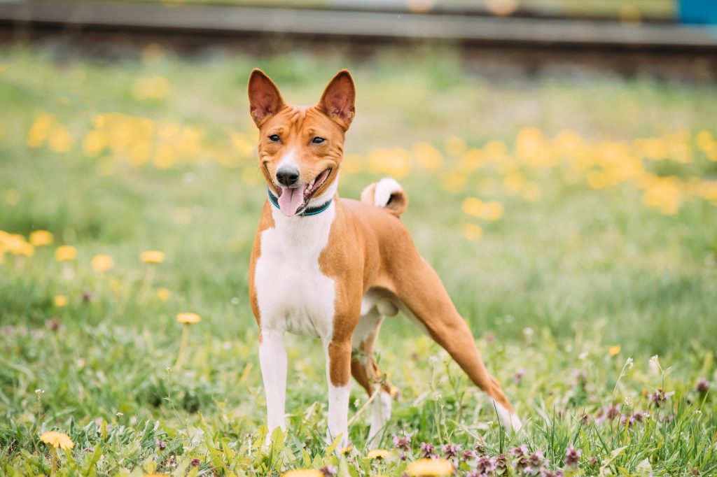 Le Basenji