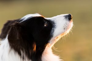 border collie at sunset