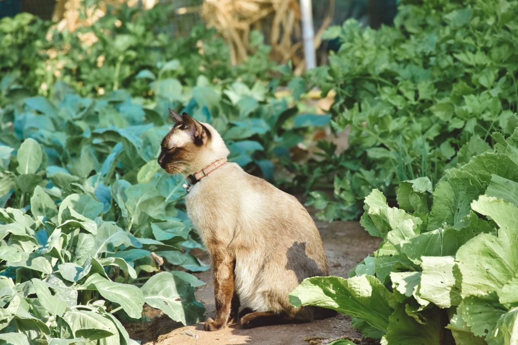 Le chat de mon voisin vient faire ses besoins dans mon jardin : comment l’en empêcher ?