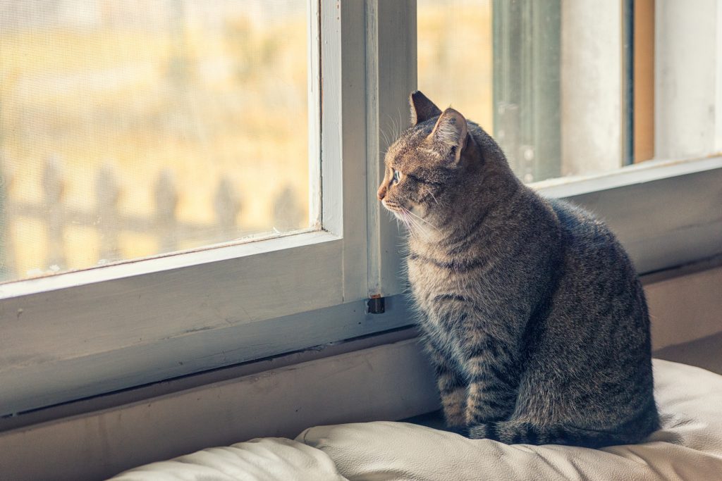 Pourquoi les chats aiment-ils rester devant la fenêtre et observer ?