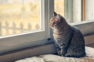 Pourquoi les chats aiment-ils rester devant la fenêtre et observer ?