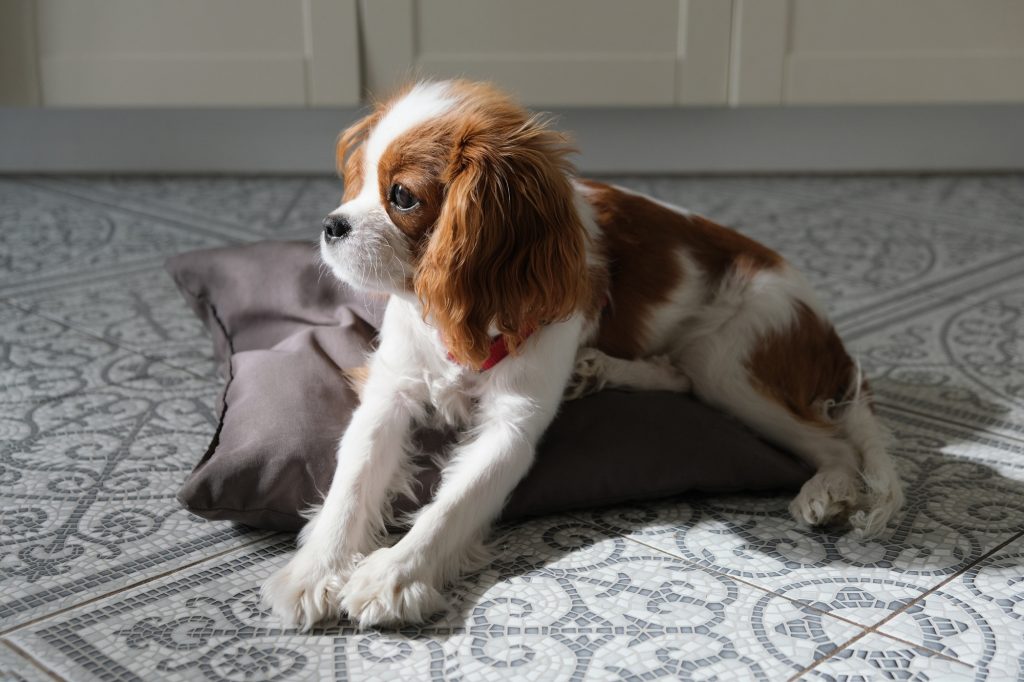 N°3 - Le Cavalier King Charles, l'aristocrate paisible