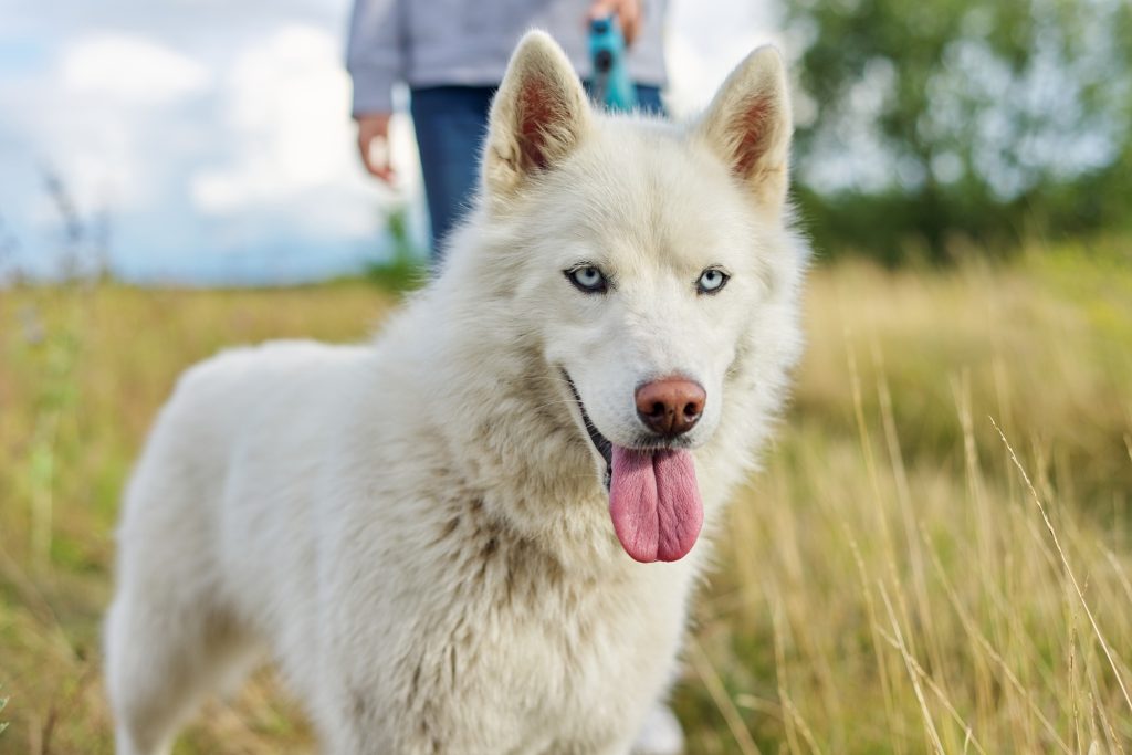 Liens entre stimulation intellectuelle et bien-être de votre chien : n'oubliez pas ces trois points clé