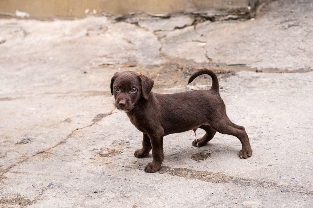 Comment apprendre à mon chien à faire ses besoins dehors ? Voici trois trucs pour débutants