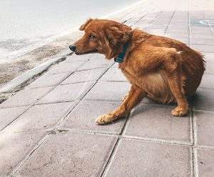 Trois préparations naturelles actives contre les puces chez le chien