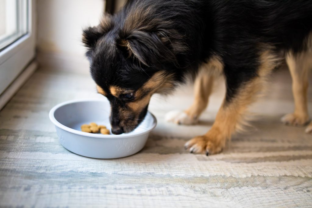 Trois conseils pour bien choisir sa marque de croquettes pour chien