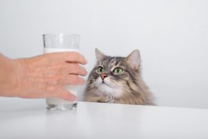 Mon chat boit très peu, est-ce un danger pour lui ? Que faire pour l'hydrater ?