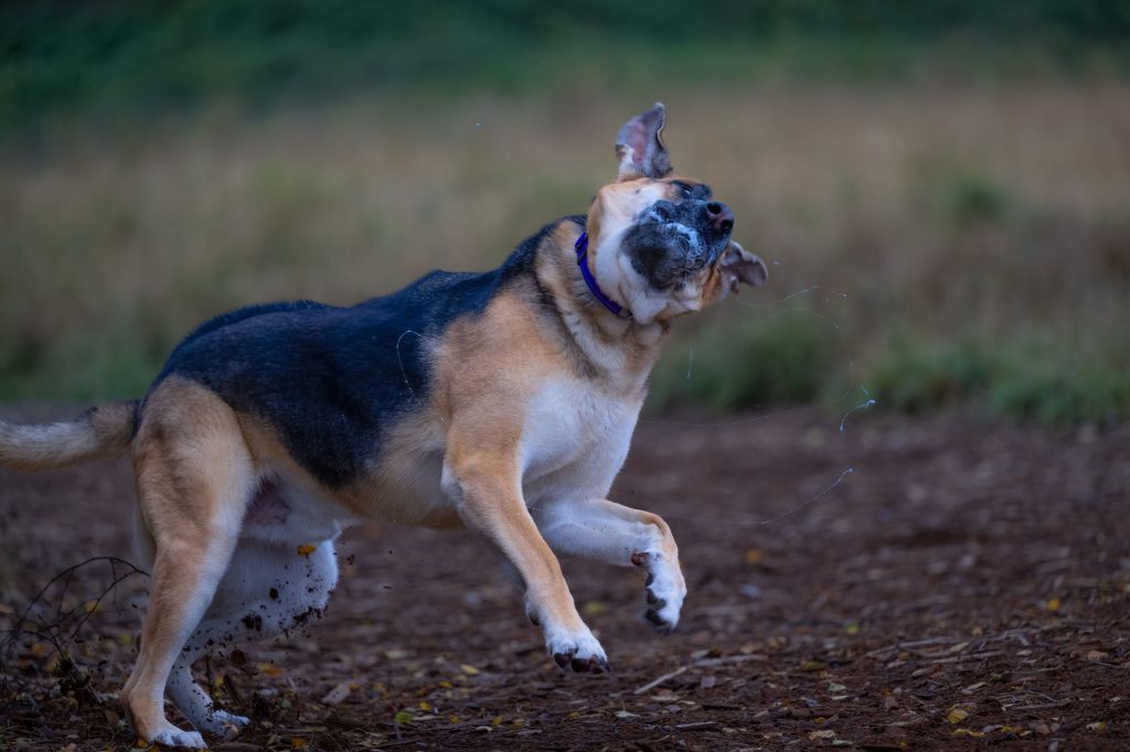 Les 4 maladies infectieuses les plus fréquentes chez le chien