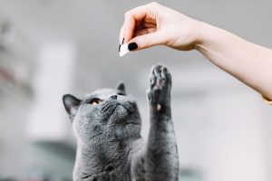 2 recettes de friandises pour chat à faire soi-même