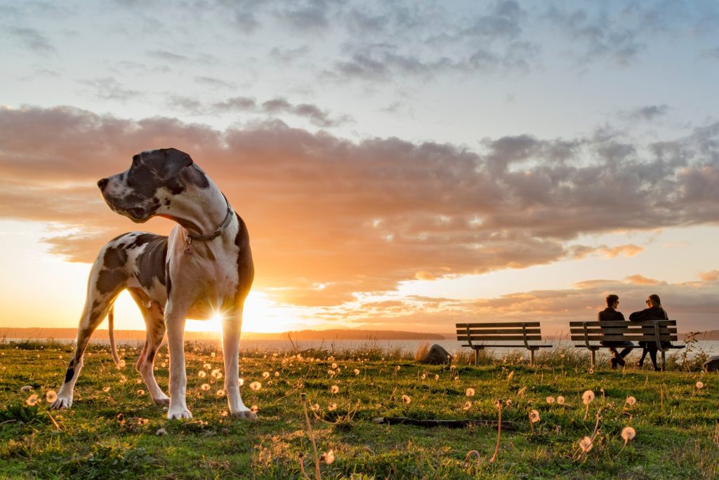 Chiots de grandes races en croissance rapide : une période délicate, et parfois à risque pour les os