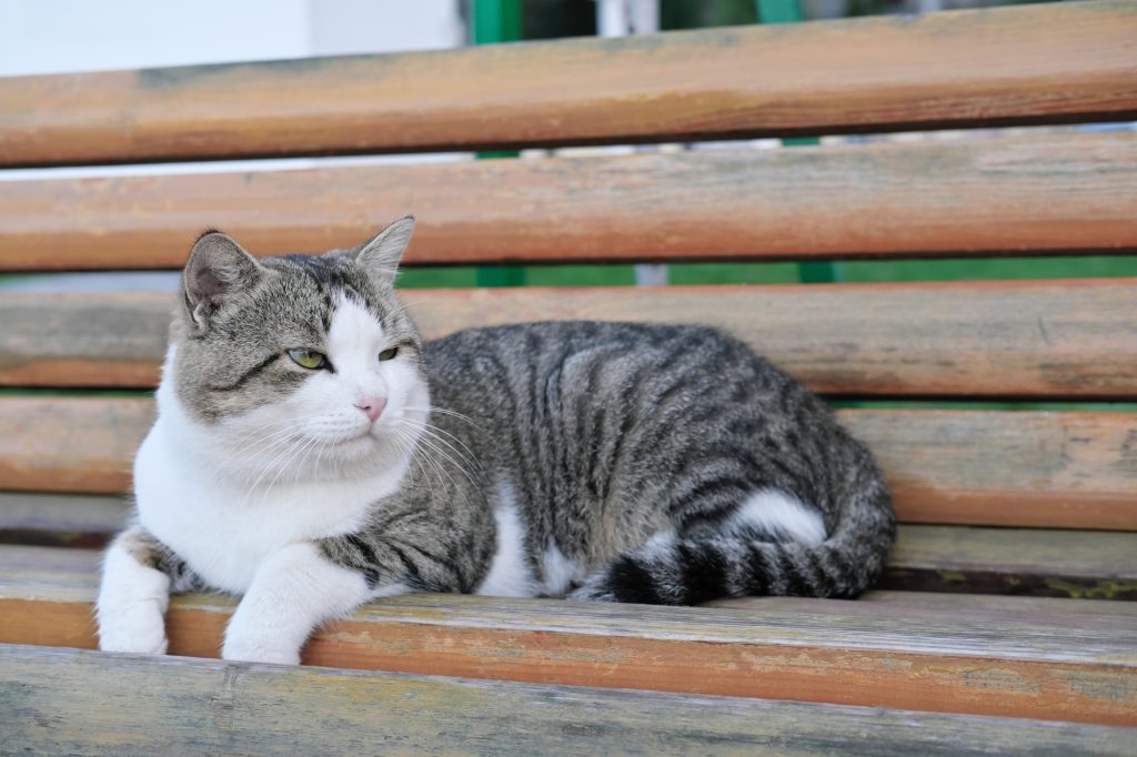 Quelle est l'espérance de vie moyenne d'un chat ?