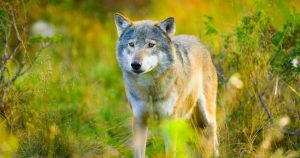 Le chien n'est pas un loup ! Idées reçues sur l'espèce canine et différences avec le loup sauvage