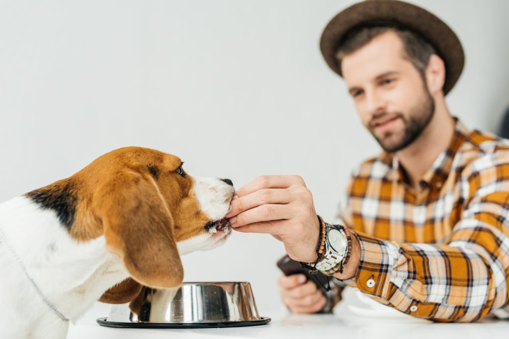 Les transitions alimentaires chez le chien : gare aux désagréments digestifs