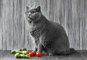 Alimentation végétarienne et vegan pour chat : gare aux effets de mode