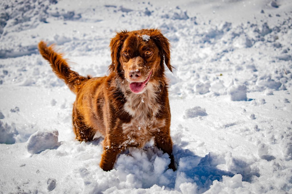 Quand la neige surprend : les accidents du chien liés au manteau blanc hivernal