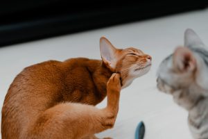 Le prurit cervico-facial du chat : définition, causes et traitement