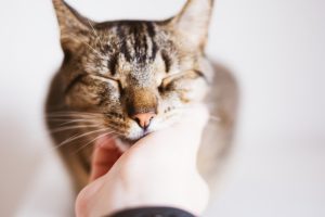 Comment faire accepter mes caresses et câlins à mon chat ? Voici trois techniques à essayer