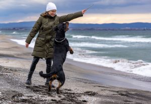 Chiot difficile : quand le rêve tourne au cauchemar