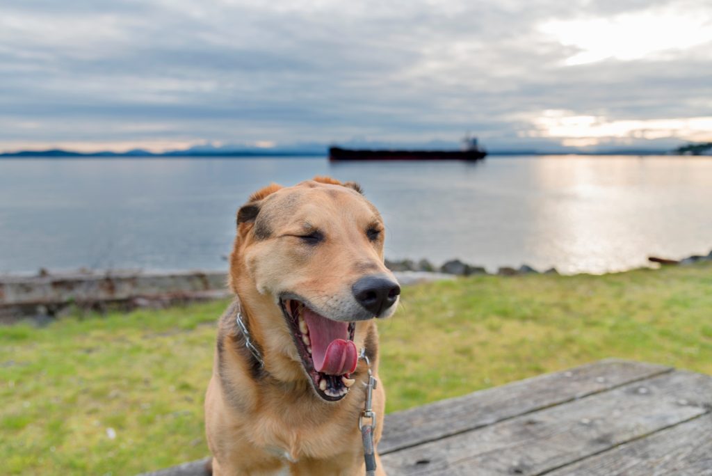 Quatre signaux d'apaisement à connaître pour mieux décoder le comportement de son chien