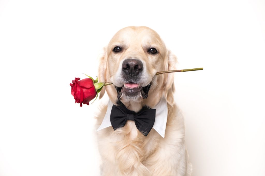 C'est la Saint-Valentin ! Voici trois trucs pour célébrer avec votre chien chéri !