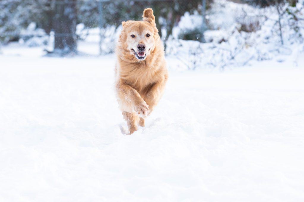 Vacances d'hiver : trois trucs pour que votre chien s'amuse pendant vos vacances à la neige