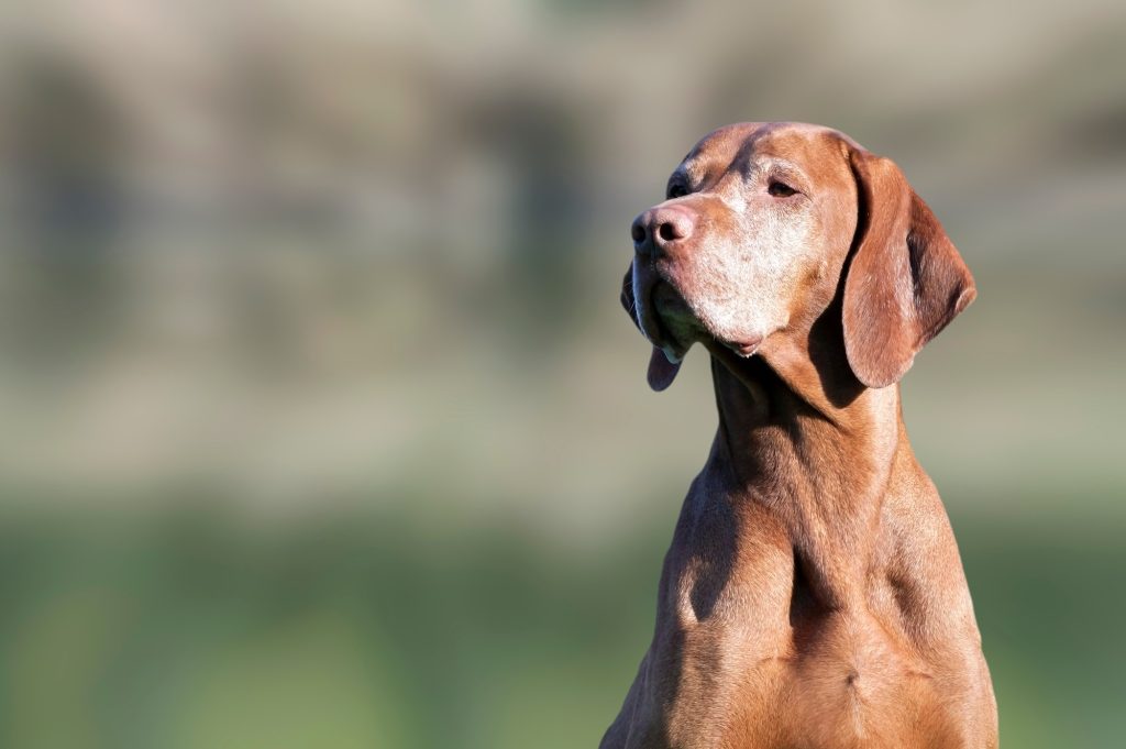 Conversion de l'âge d'un chien en âge humain : les formules sont-elles vraiment pertinentes ?