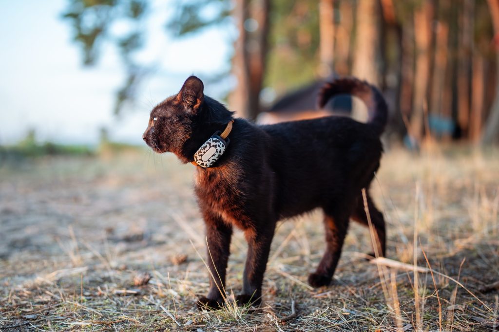 Collier GPS pour chat : quels usages et quels bénéfices en tirer ?