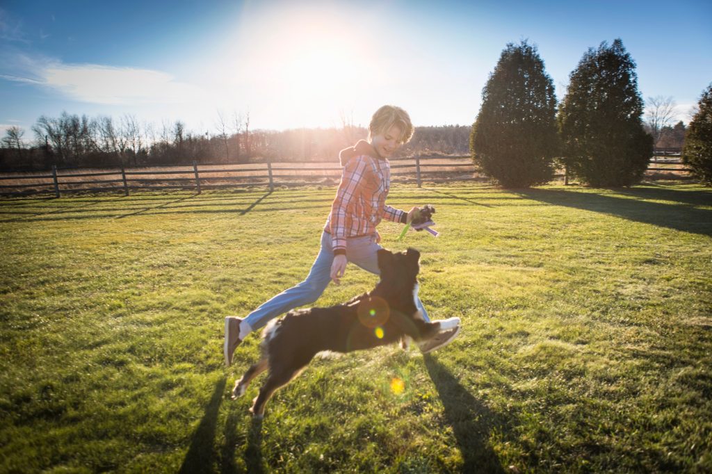 Testicule ectopique chez le chien : on fait le point